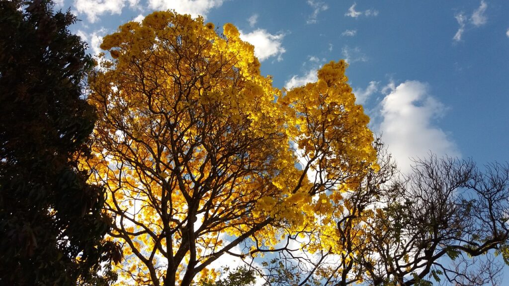 Ipê: A Majestosa Árvore Brasileira que Colore Nossos Invernos