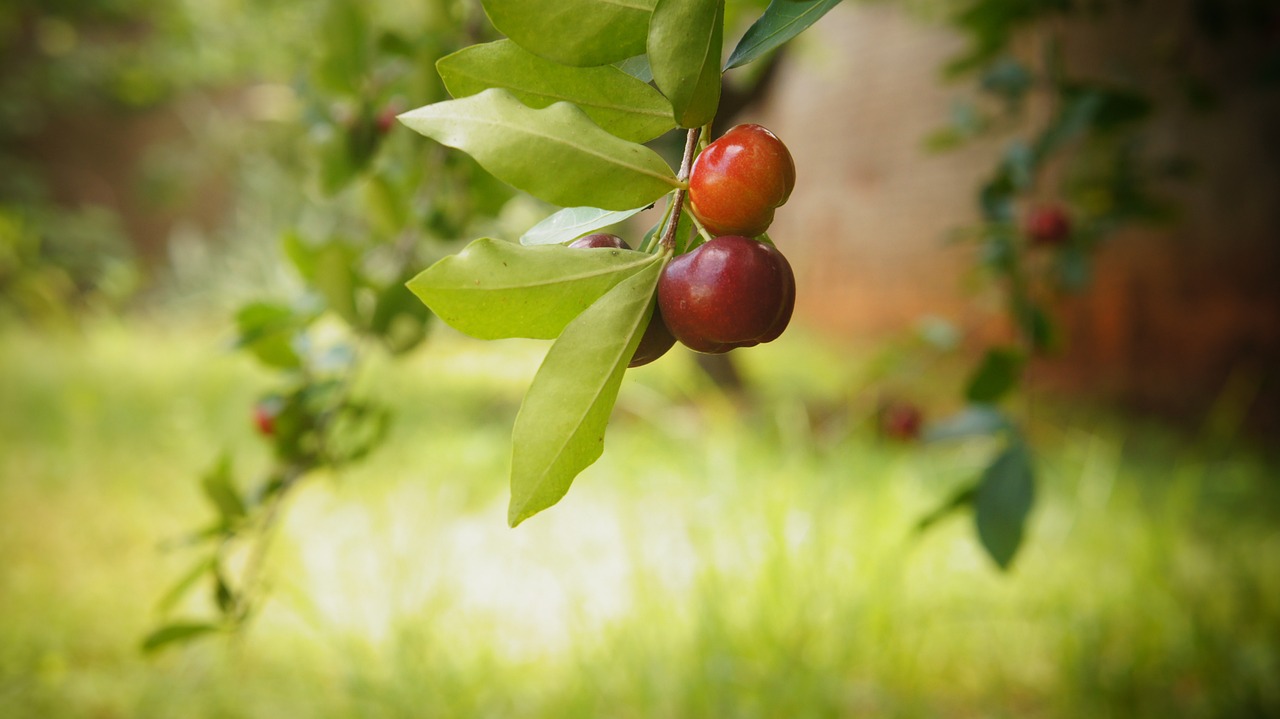 Pé de Acerola: Como Transformar Seu Espaço Verde com essa Fruta Tropical