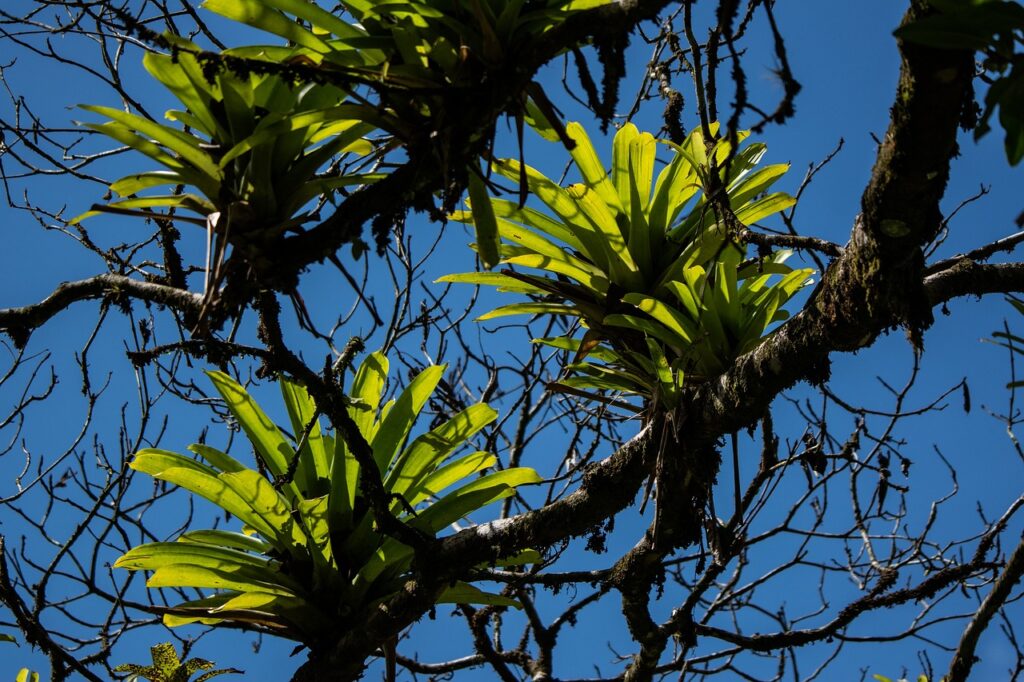 O Mundo das Bromélias: Descubra Seus Ambientes Naturais