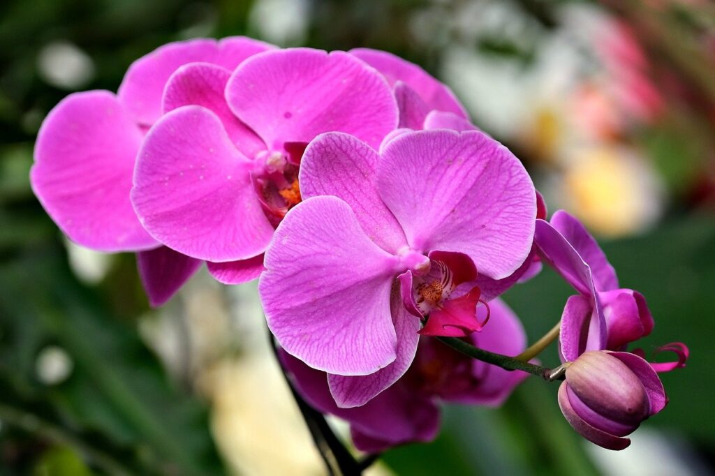 Orquídea Phalaenopsis: Beleza e Elegância em Cada Pétala