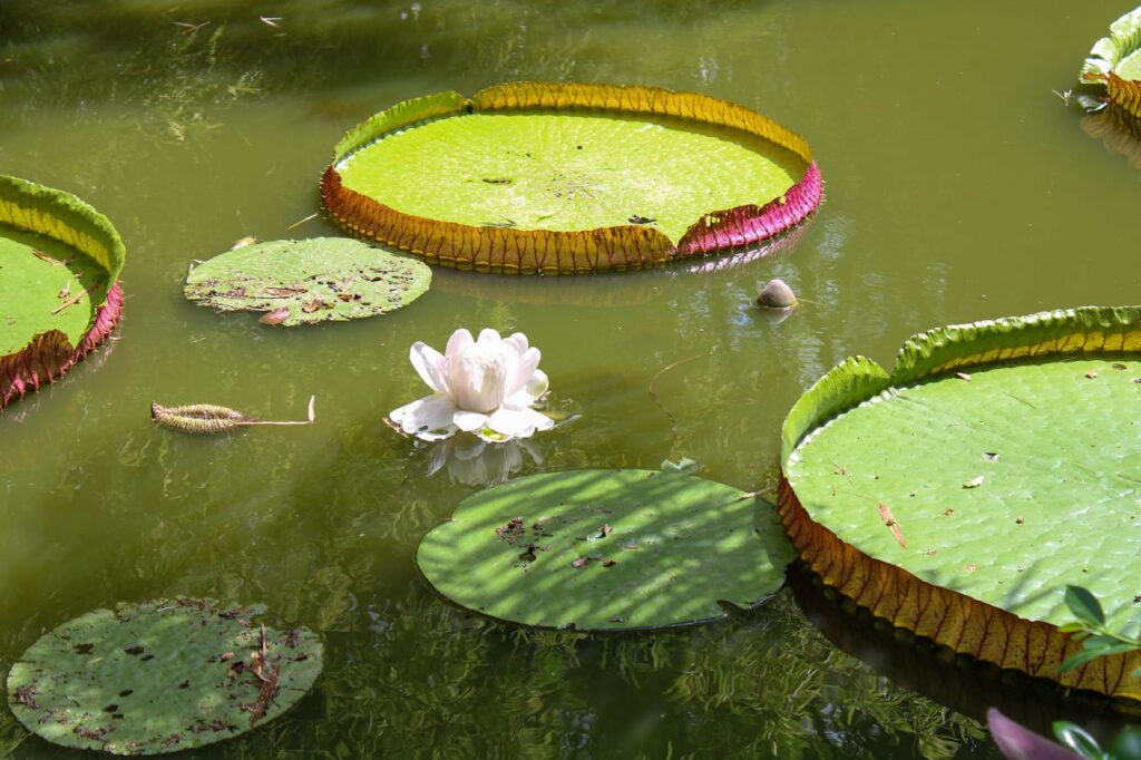 Vitória-Régia: Características e Curiosidades da Maior Planta Aquática