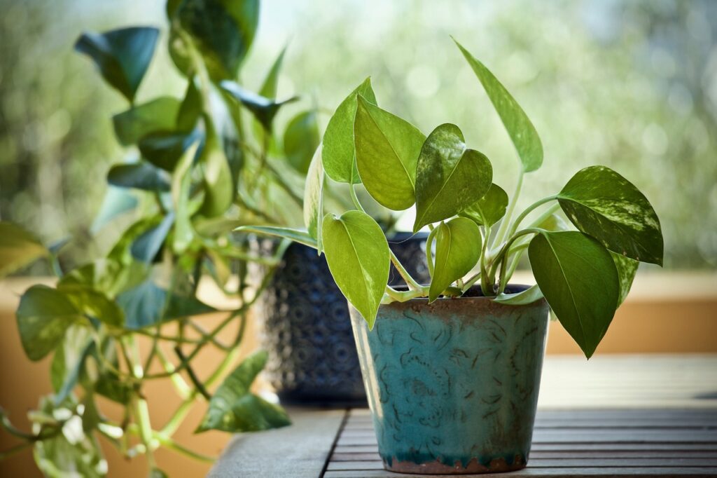 Paisagismo com a planta Jiboia: Dicas para Jardins e Varandas